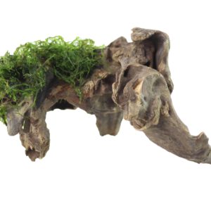 Javamoos-auf-Flusswurzel-3