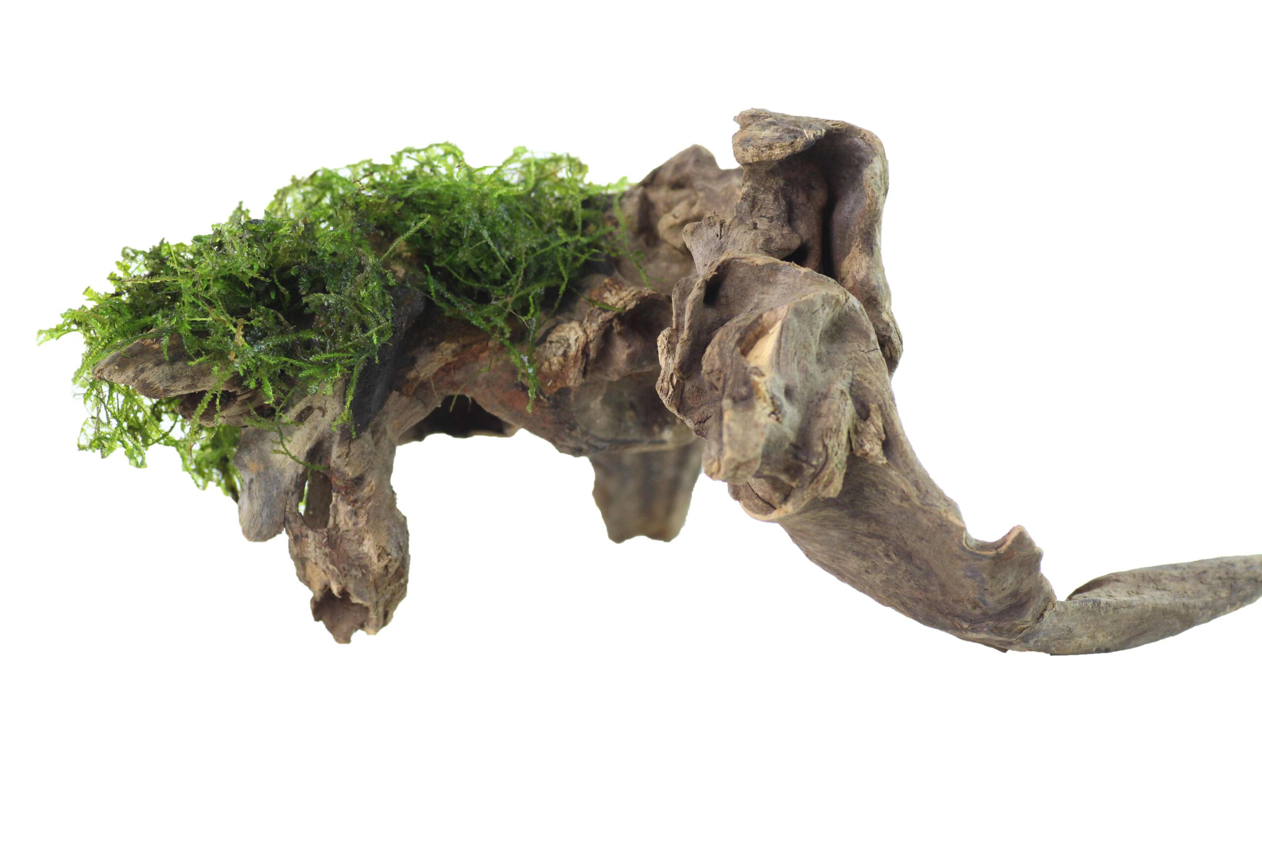 Javamoos-auf-Flusswurzel-3