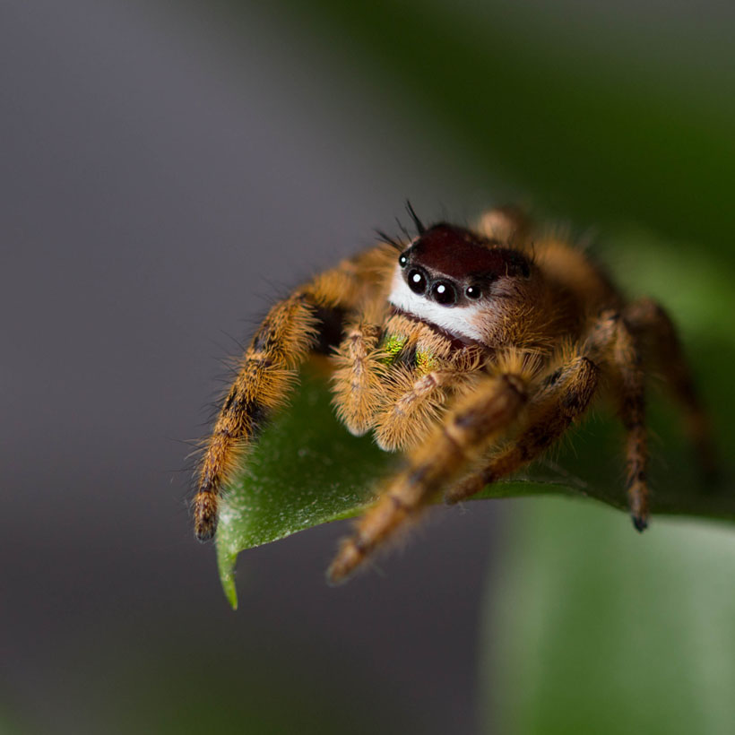 Phidippus-otiosus-22Orange-Form22-1