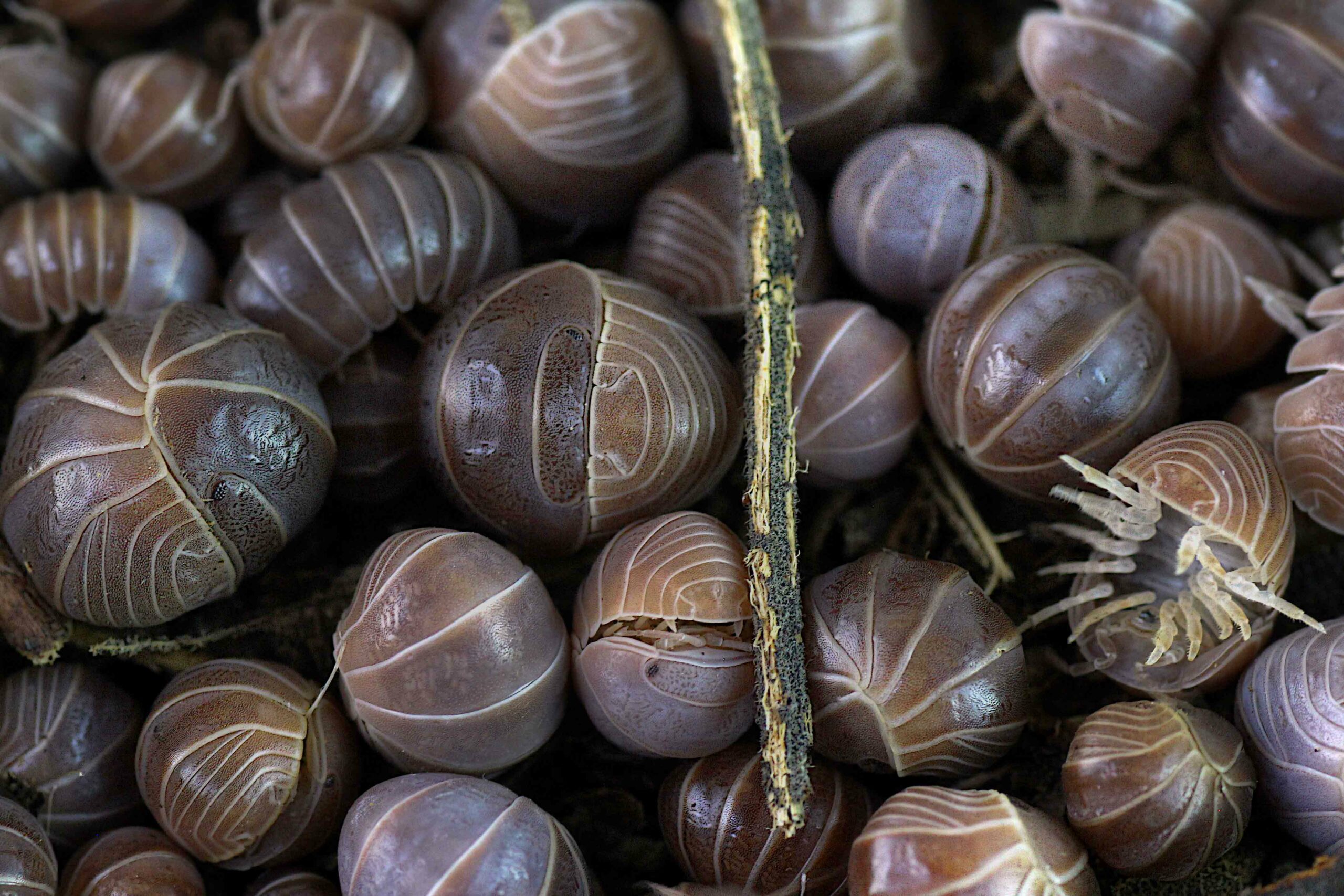 5 Möglichkeiten deine Asselzucht zu regulieren