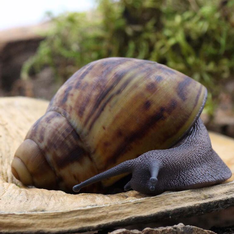 Archachatina marginata ovum Insektenliebe
