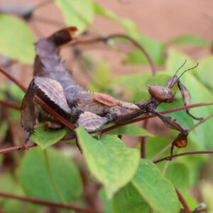 Australische-Gespenstschrecke-_Extatosoma-tiaratum_