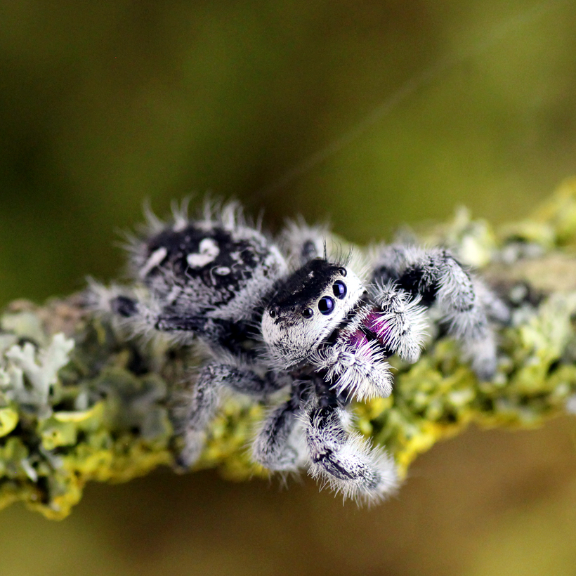 Araignée sauteuse Royale - Phiddipus regius phiddi Florida L5/L6 ♀