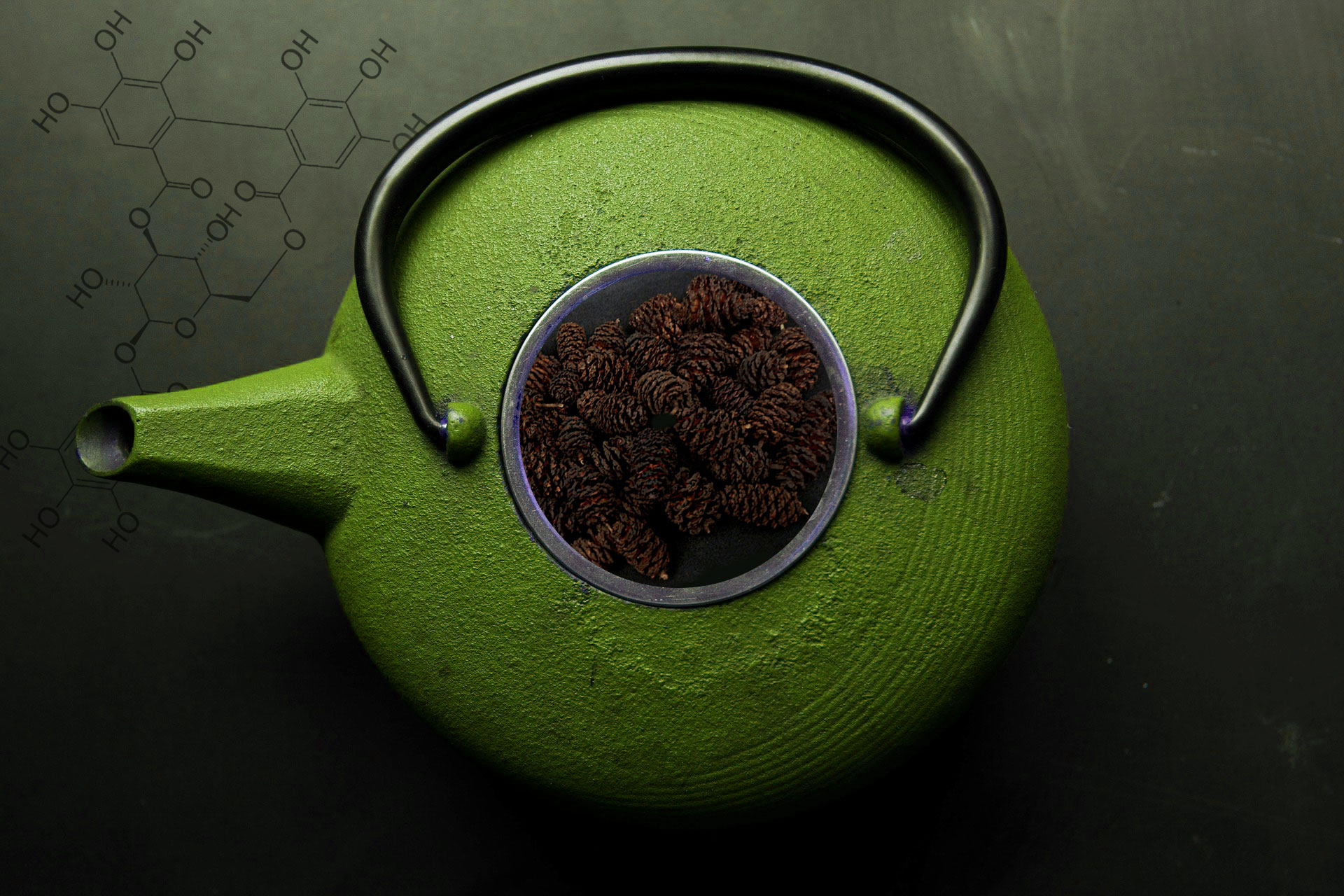 Erlenzapfen Sud- Wirkung und Herstellung für das Terrarium