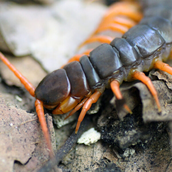 Scolopendra dehaani 