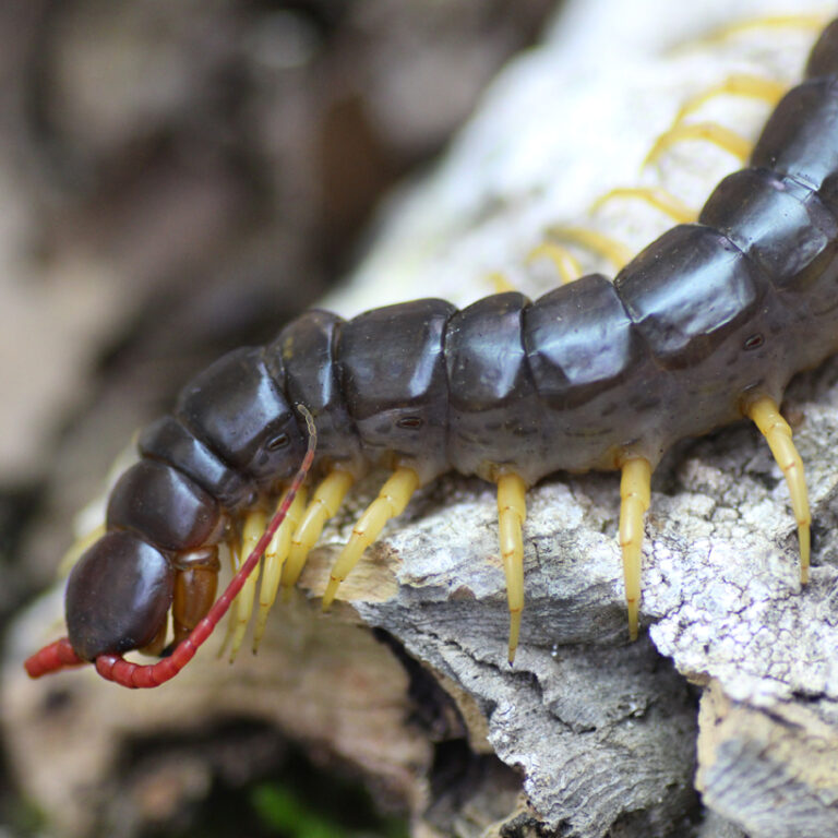 Scolopendra dehaani 