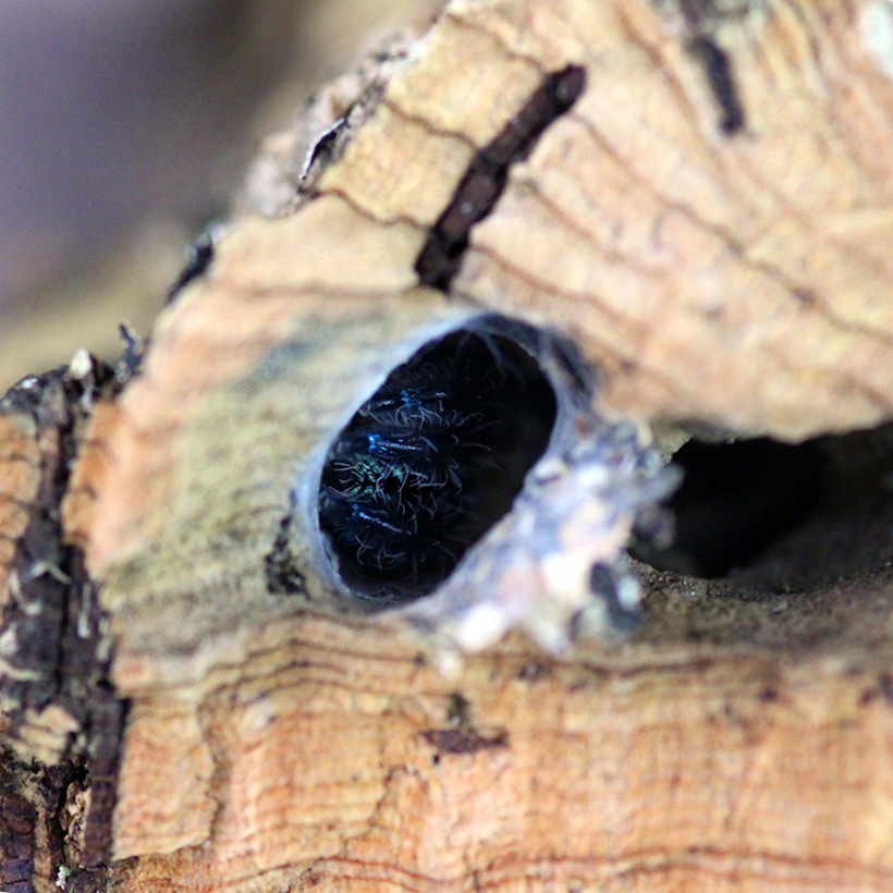 Typhochlaena seladonia