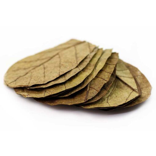 Indian Almond Leaves "Catappa"