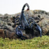 Heterometrus spinifer "Giant Blue Scorpion"