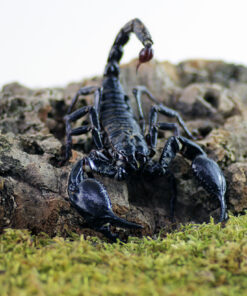 Heterometrus spinifer "Giant Blue Scorpion"