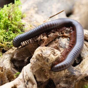 Thyropygus allevatus