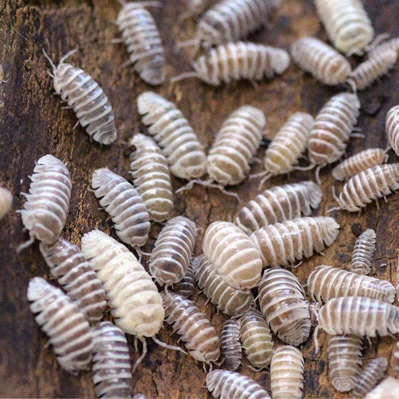 Armadillidium maculatum 
