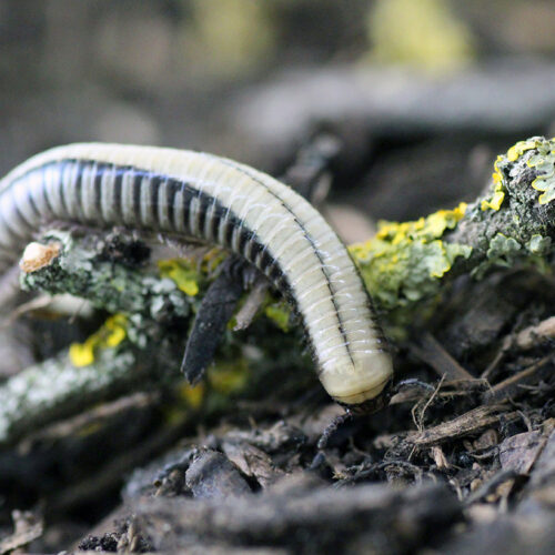 Atopochetus spinimargo