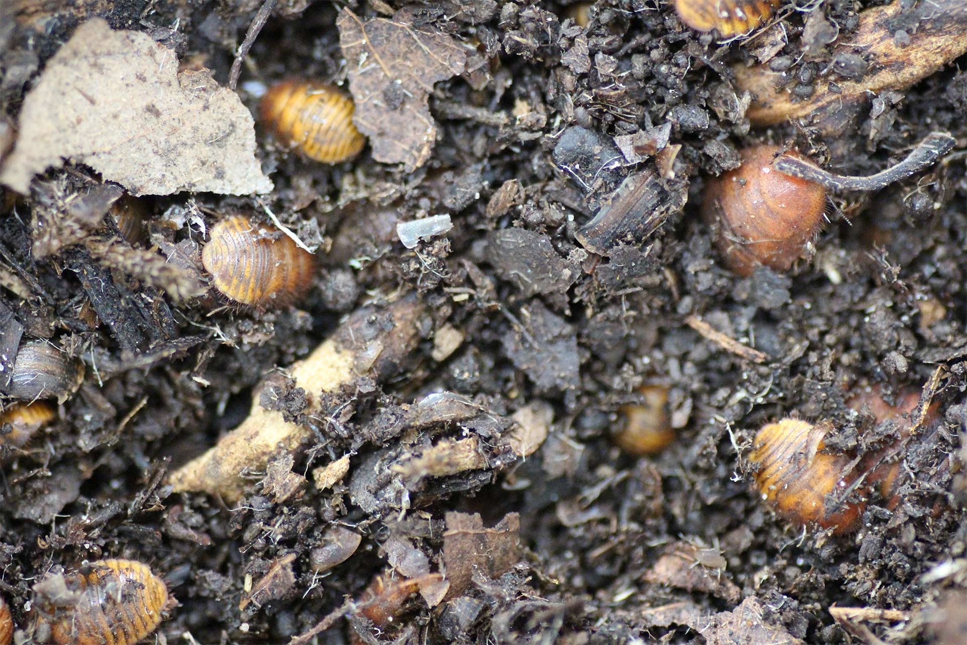 Therea regularis Flake Soil