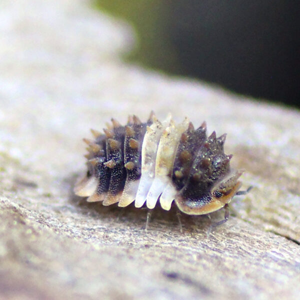 Isopoda spec. "Thailand Spiny"