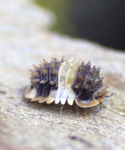 Isopoda spec. "Thailand Spiny"