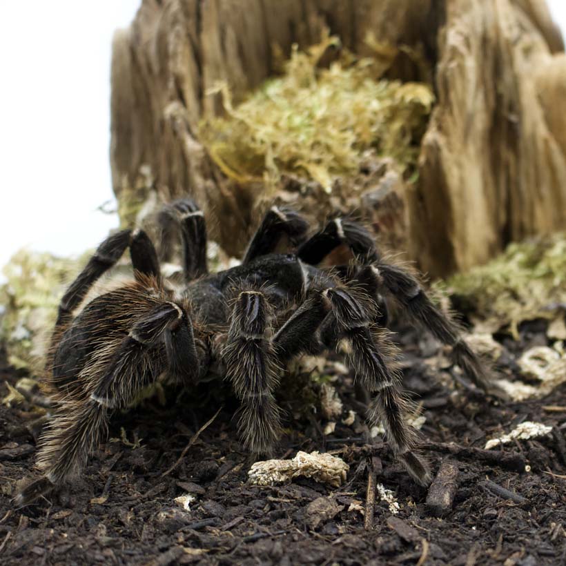 Lasiodora parahybana-Terrarium