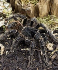 Lasiodora parahybana-adultes Weibchen