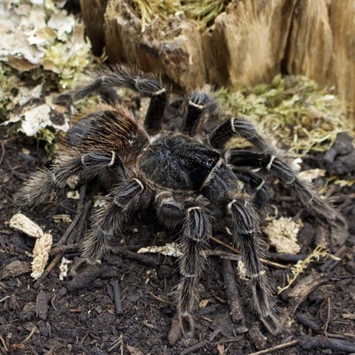 Lasiodora parahybana-adultes Weibchen