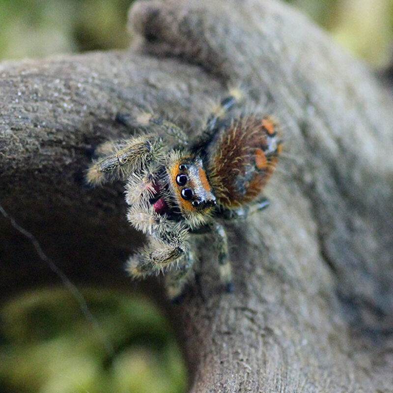 Phidippus spec. 