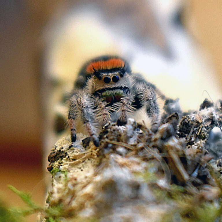 Phidippus regius 