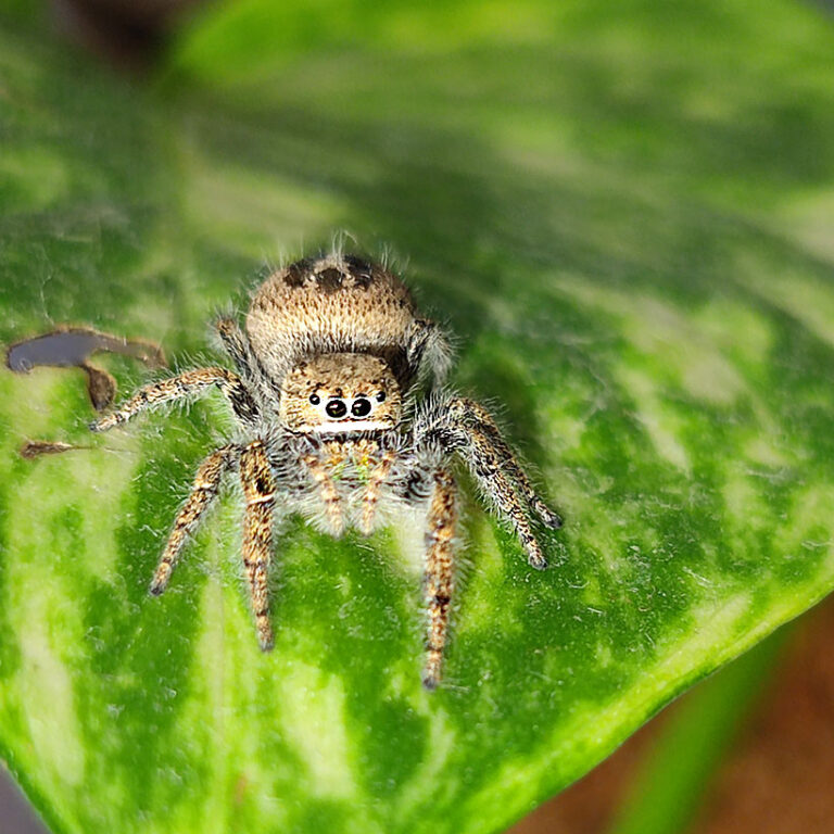 Phidippus texanus Insektenliebe