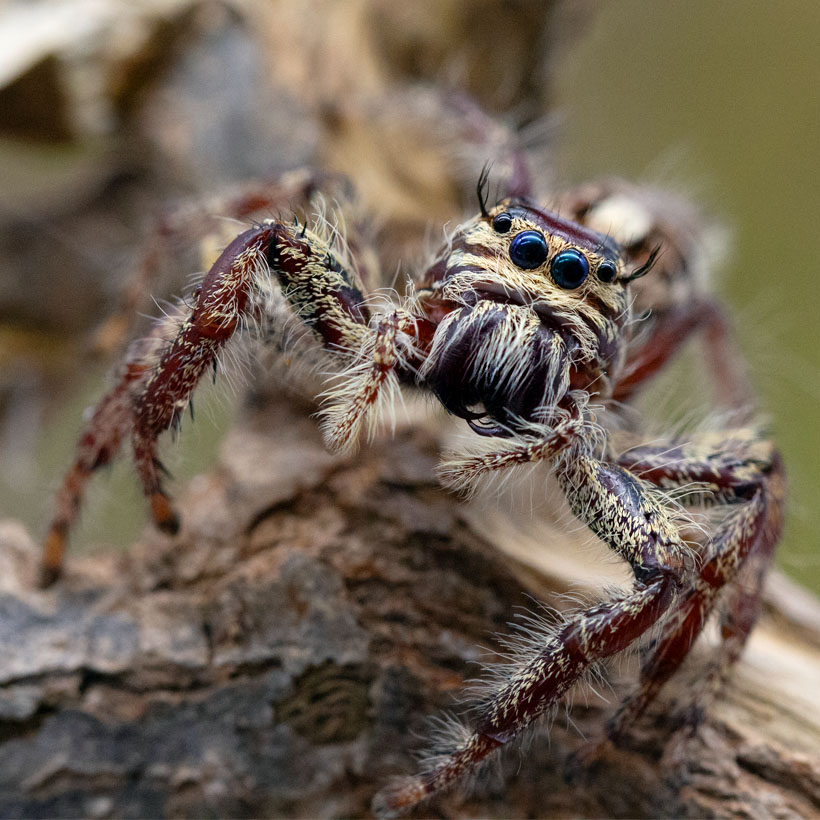 Phidippus texanus - Insektenliebe