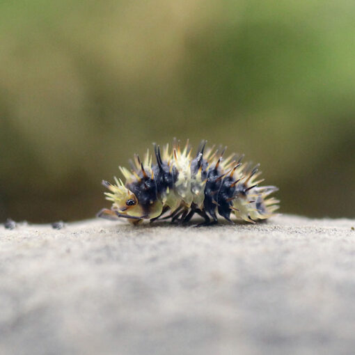 Isopoda spec. "White Stripe Spiky"