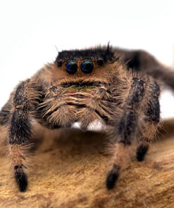 Phidippus regius “Rastafari”