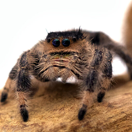 Phidippus regius “Rastafari”