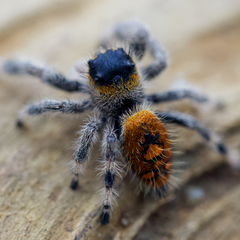 Phidippus regius “Rastafari”-Abdomen