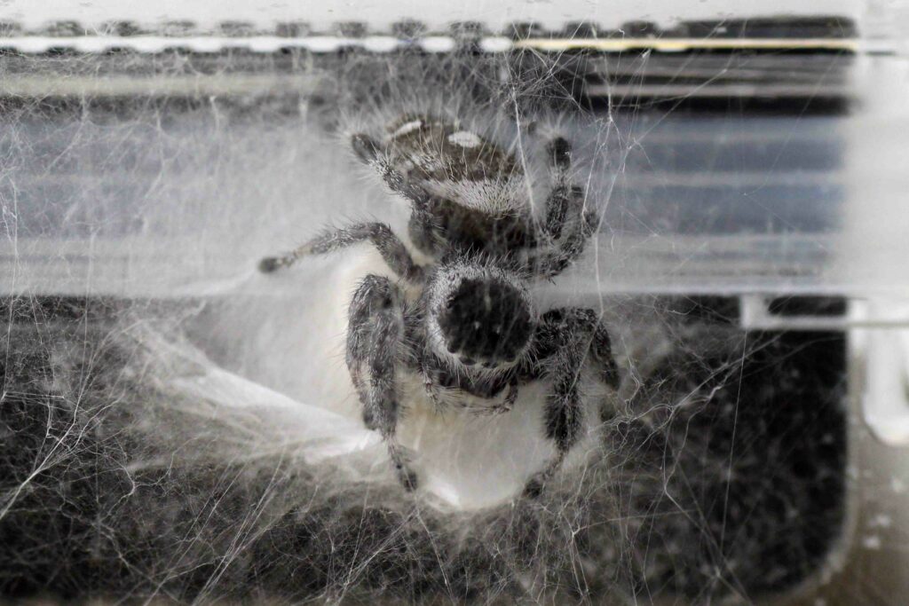 Springspinnen Haltung- Spinnennetz