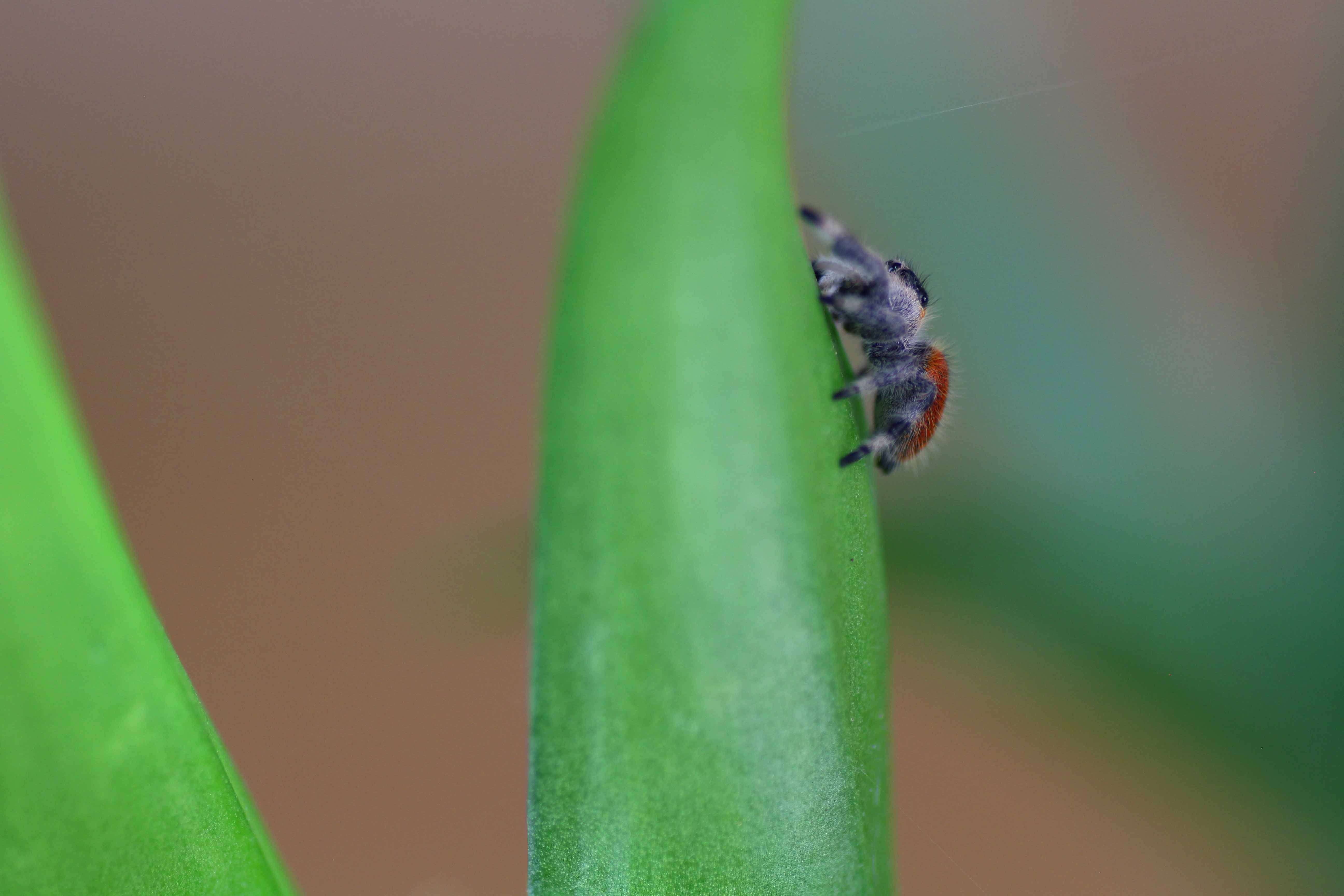 Springspinnen Haltung- Pflanzen