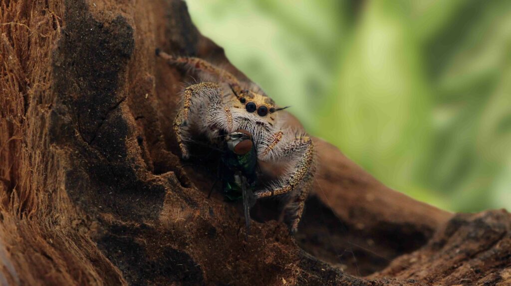 JUMPING SPIDER AS PET: A Comprehensive Jumping Spider Pet Care Guide for  Beginners including habitat, diet, handling, breeding, cost and maintenance.