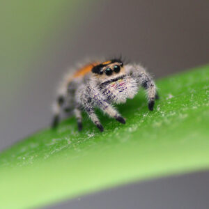 Keeping Jumping Spiders