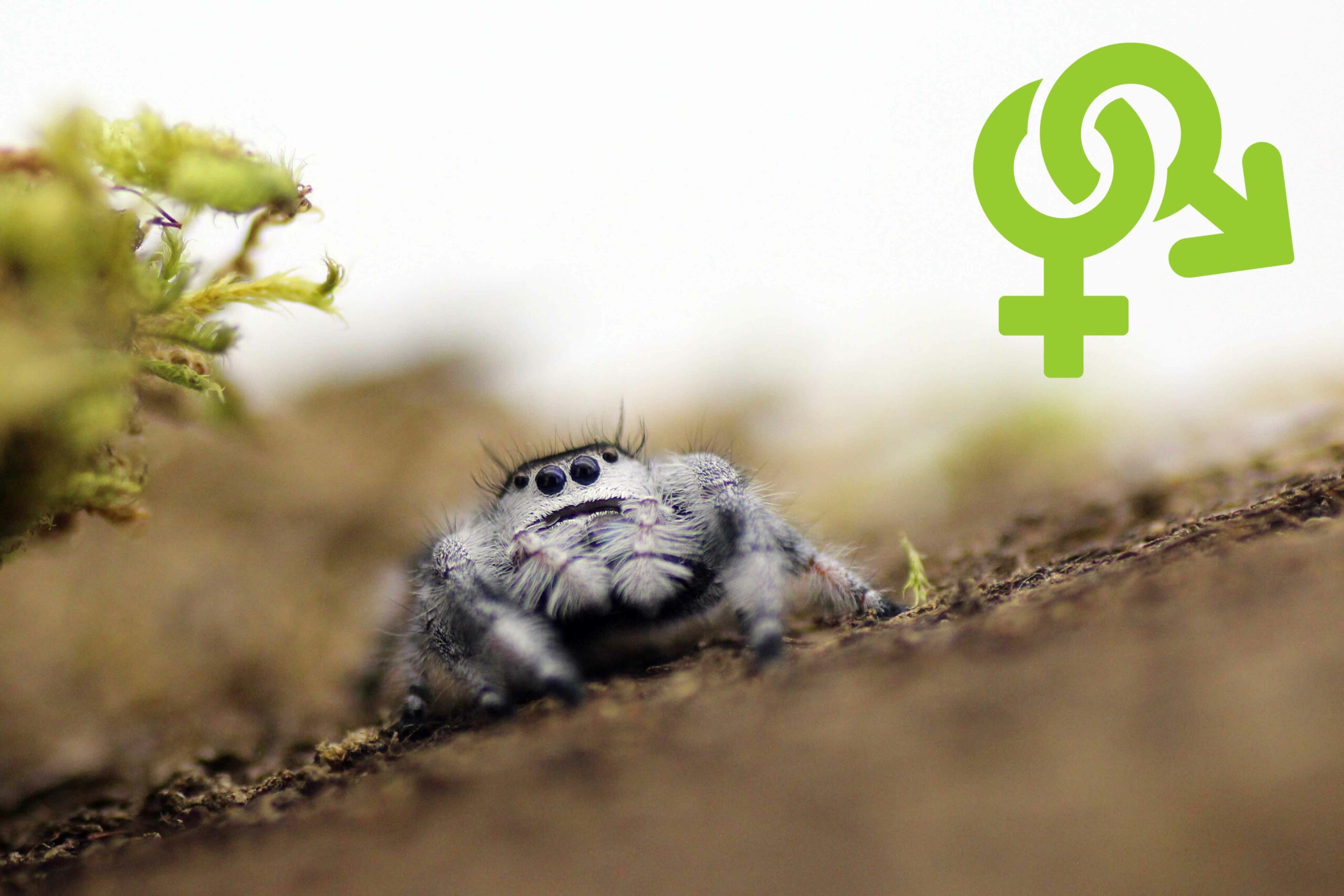 Regal Jumping Spider (Phidippus regius) - Available Jumping Spiders - Jumping  Spiders for Sale, Pet Store