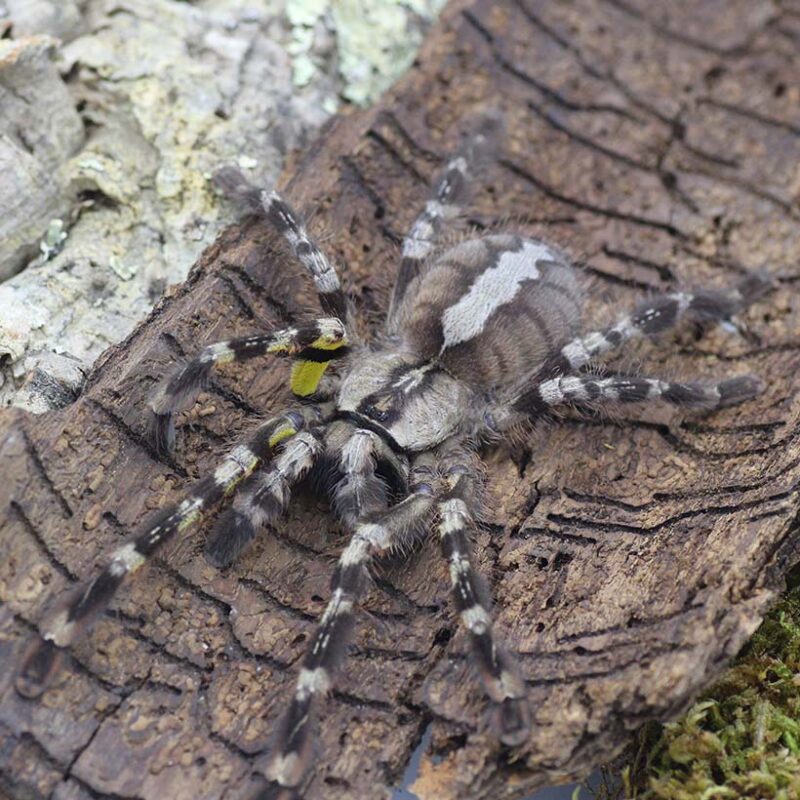 Poecilotheria regalis - Insektenliebe