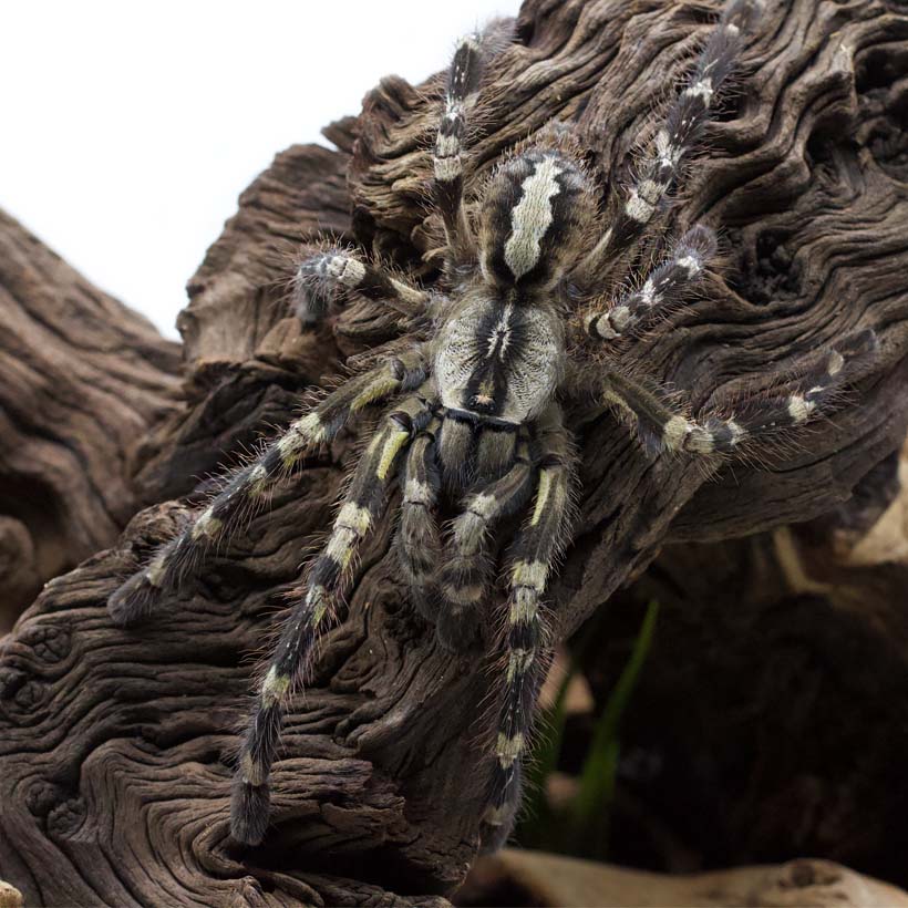 Poecilotheria regalis- Wurzel