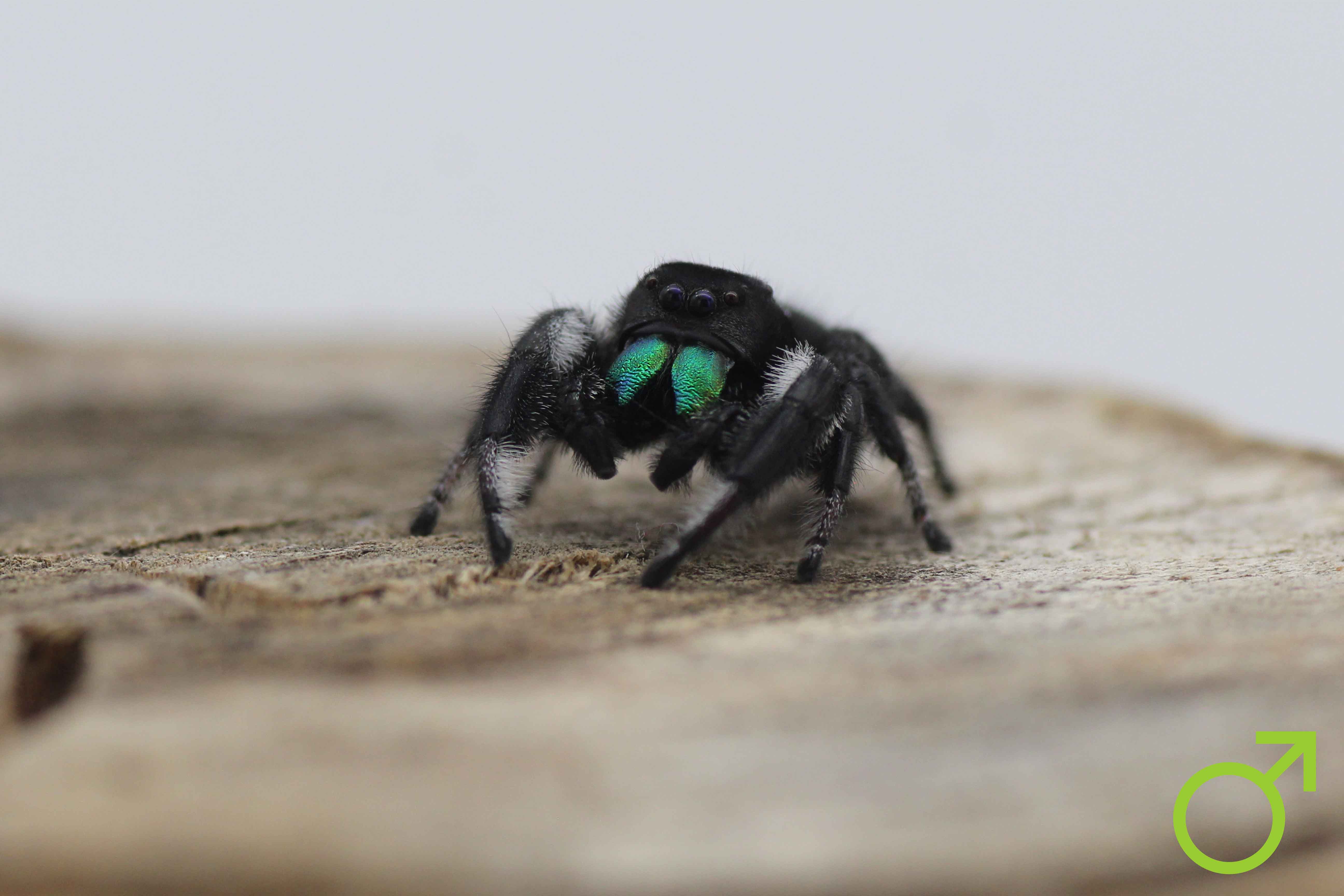 Springspinne Geschlechtsbestimmung- Männchen Erscheinungsbild
