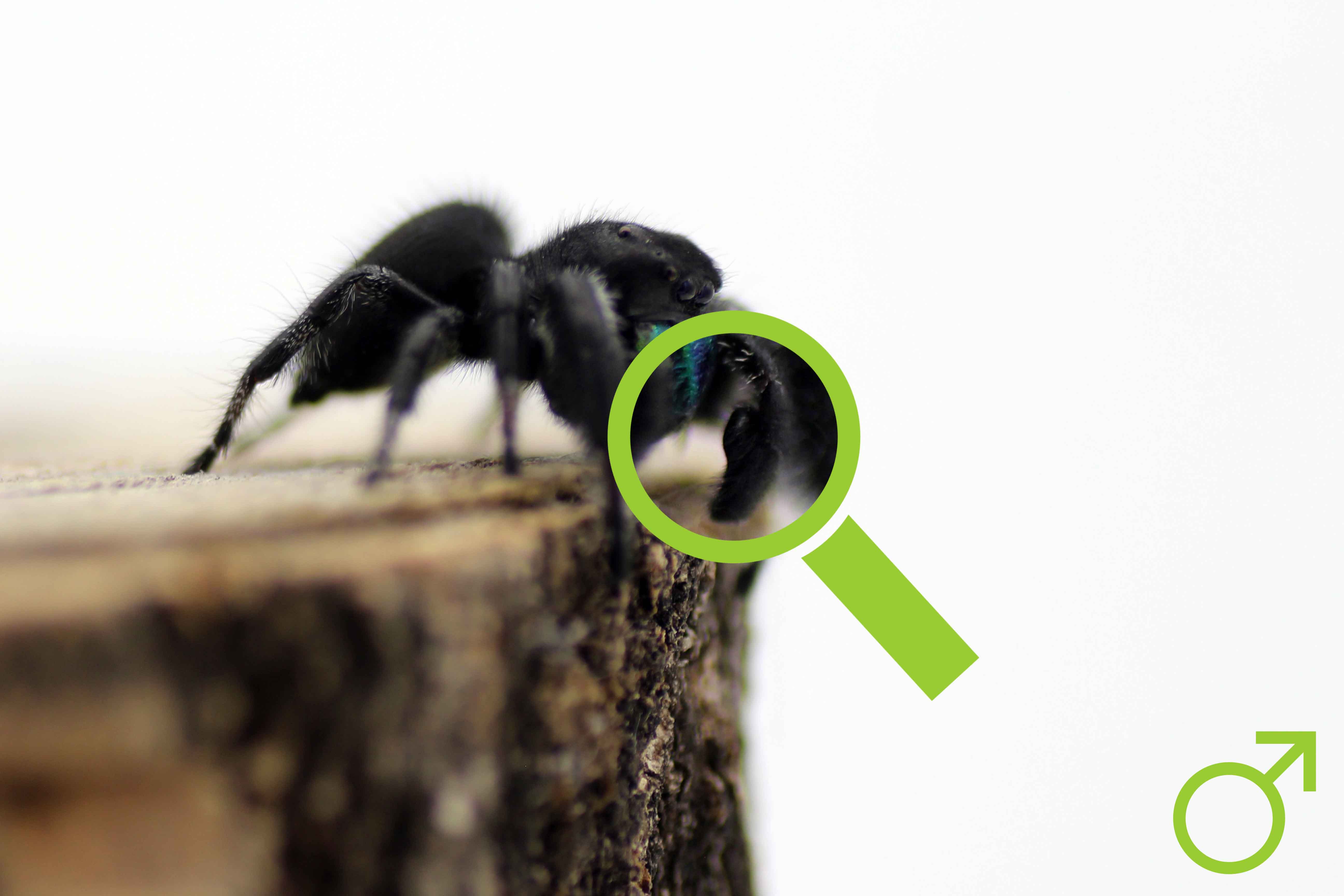 Springspinne Geschlechtsbestimmung- Männchen