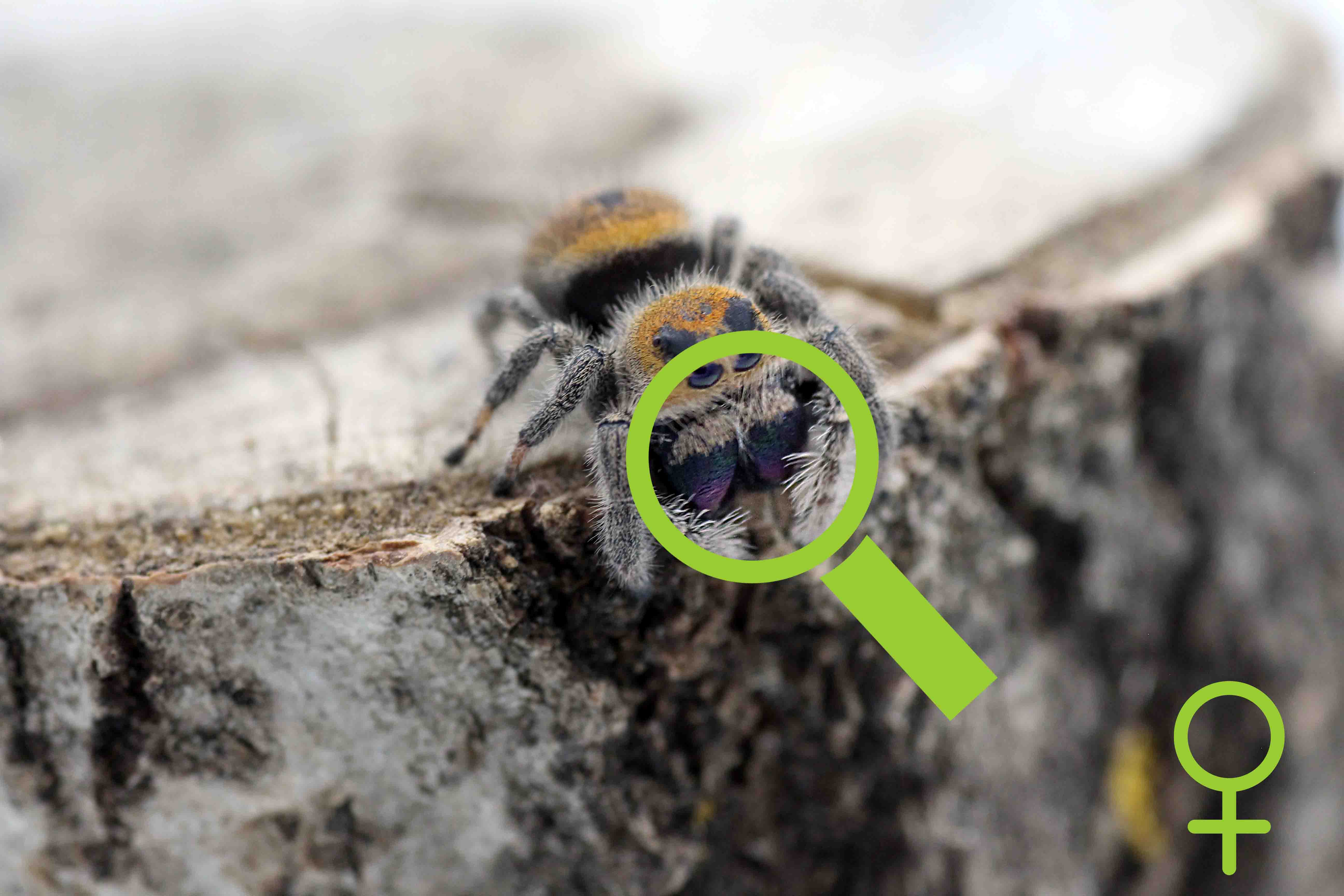 Springspinne Geschlechtsbestimmung- Weibchen Farbe