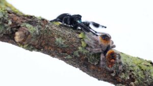 Jumping spiders mating