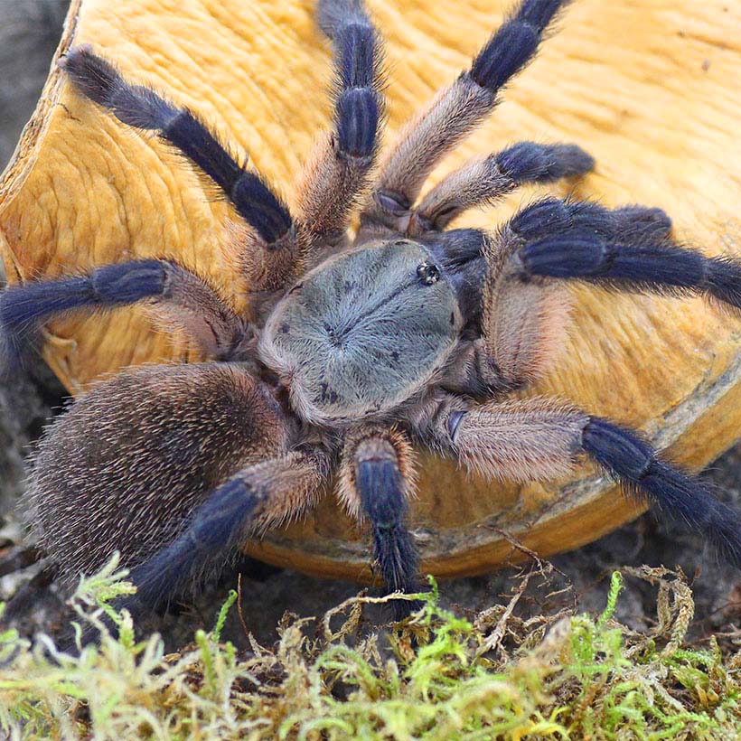 Monocentropus balfouri "Tarantola blu dello Yemen