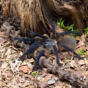 Monocentropus balfouri Ceppo di tarantola blu dello Yemen