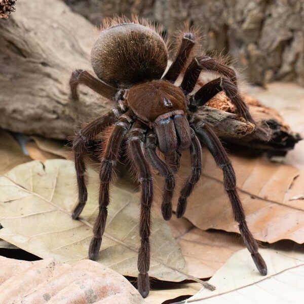 Theraphosa apophysis- Produktbild