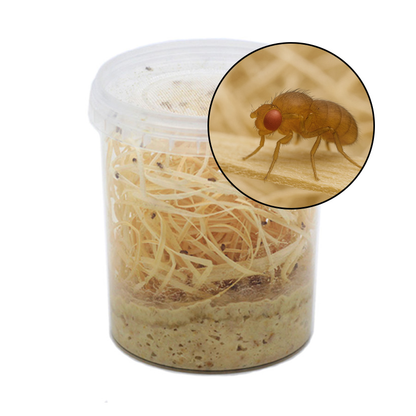 Kleine Fruchtfliege "Ameise"