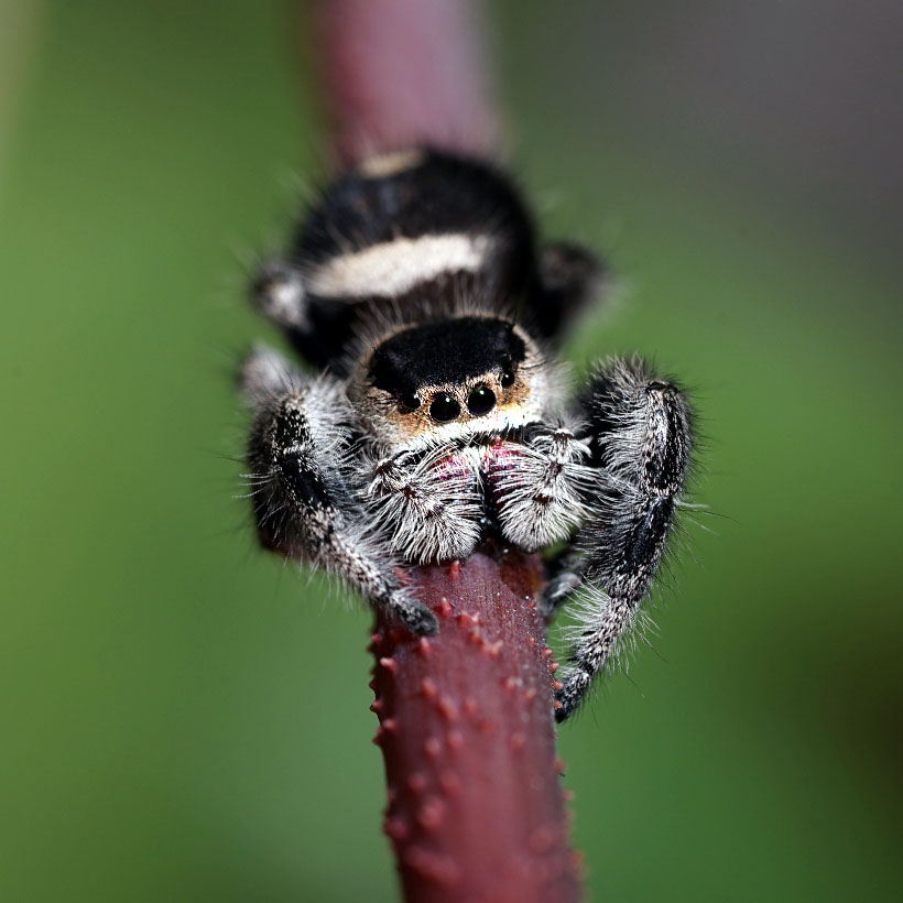 Keeping jumping spiders - quickly and easily explained! - Insektenliebe