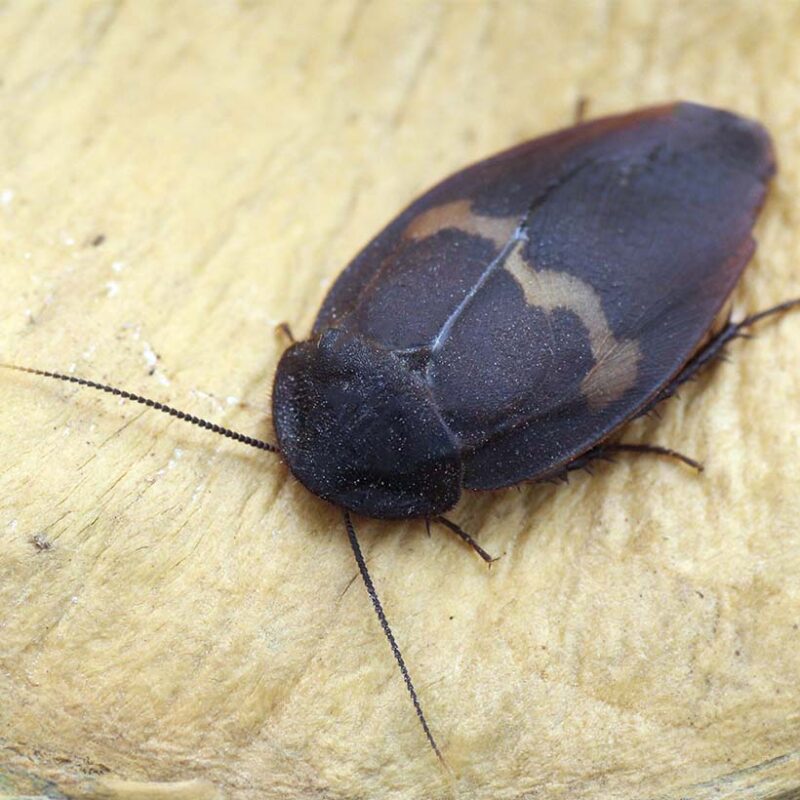 Ergaula capucina Insektenliebe