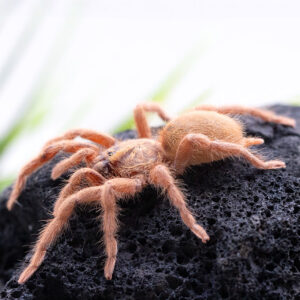 Neoholothele incei "Gold