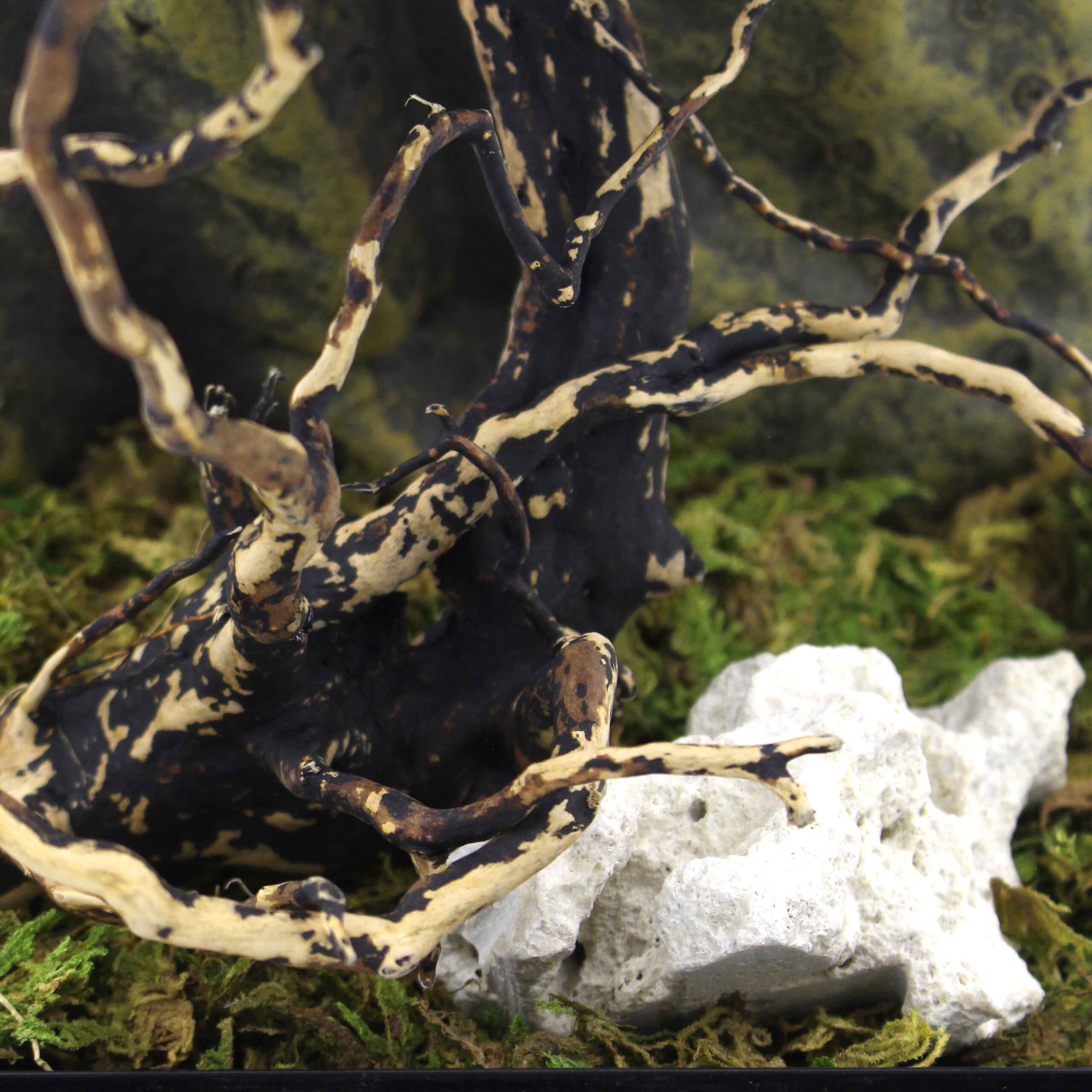 Springspinnen-Komplettset-Substrat